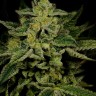 Buy Auto Jack Herer cannabis seeds inexpensively