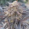 Order Auto Lavender seeds