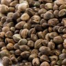 Auto Lemon Skunk seeds