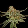 Buy Auto Lemon Skunk Seeds