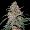 Buy cannabis seeds Auto Lemon Skunk