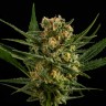 Order cannabis seeds Auto Lemon Skunk