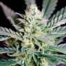 Great White Shark