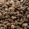 Cannabis seeds Auto LSD