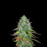 Auto LSD seeds with delivery