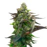 Feminized cannabis seeds Auto LSD