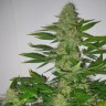 Quality Auto LSD seeds