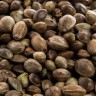Seeds Auto Maroc Purple