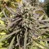 Auto Maroc Purple Cannabis Seeds