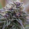 Quality cannabis seeds Auto Maroc Purple