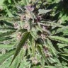 Auto Maroc Purple cannabis seeds with delivery