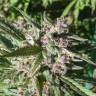 Luxury cannabis seeds Auto Maroc Purple