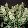 Gorilla Glue