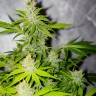 Gorilla Glue x Amnesia