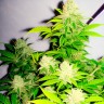 Gorilla Glue x Amnesia