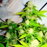 Gorilla Glue x Amnesia