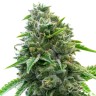 Auto Maxigom cannabis seeds