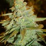 Quality seeds Auto Maxigom