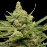 Quality cannabis seeds Auto Maxigom