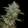 Auto Maxigom seeds with delivery