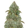 Auto Maxigom seeds wholesale