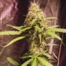 Buy Auto Maxigom seeds