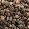 Auto New York City Diesel Seeds