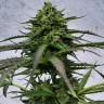 Auto New York City Diesel seeds buy