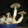 buy Cubensis B+ spore print