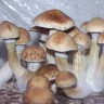 Cubensis B+ spores