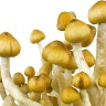 Fungal spores Cubensis Mazatapec
