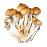 Cubensis Mazatapec spore print