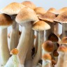Buy mushroom spores Cubensis Mazatapec
