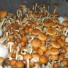 Cubensis Golden Teacher spores