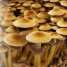Cubensis Golden Teacher spore print