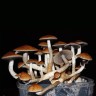 Cubensis Golden Teacher mushroom spore print