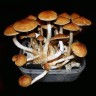 Sterile imprint of Cubensis Golden Teacher