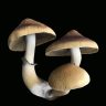 Sterile Mushroom Prints Cubensis Jedi Mind Fuck