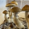 Cubensis Jedi Mind Fuck Spores