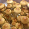 Cubensis Burma mushroom spores