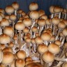 Spore print Cubensis Colombian Rust/Red Spore