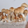 Cubensis Colombian Rust/Red Spore Imprint