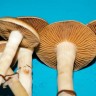 Buy spore print Cubensis Colombian Rust/Red Spore