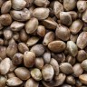 Buy Lavender seeds