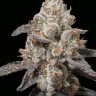 Lavender Cannabis Seeds