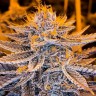 Order cannabis seeds Lavender