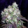 Quality Lavender Seeds