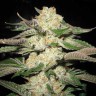 Lavender Feminized Seeds