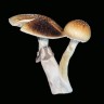 Sterile prints Cubensis Z-Strain/Z-Cube