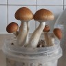 Cubensis Z-Strain Sterile Prints